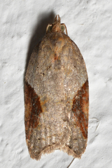 Acleris laterana