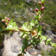 Gonocarpus teucrioides