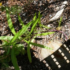 Senecio madagascariensis