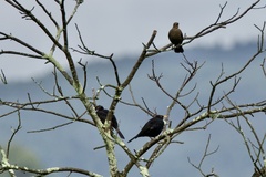 Turdus merula