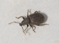 Otiorhynchus rugosostriatus