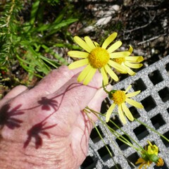 Senecio madagascariensis