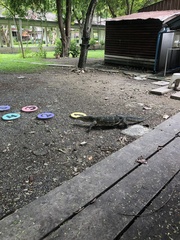 Varanus salvator macromaculatus