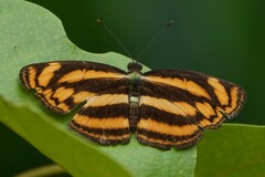 Lasippa tiga siaka