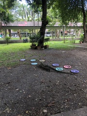 Varanus salvator macromaculatus