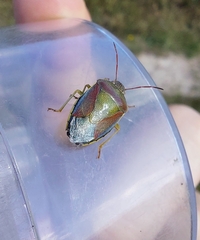 Piezodorus lituratus
