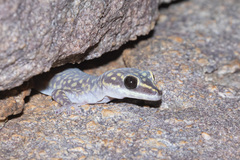 Oedura marmorata