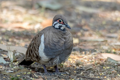 Geophaps scripta