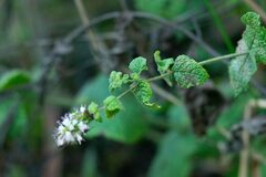 Mentha suaveolens
