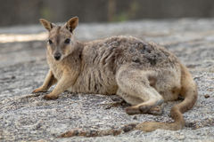 Petrogale mareeba