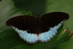 Tanaecia iapis
