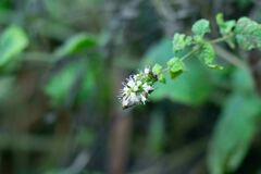 Mentha suaveolens
