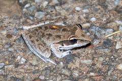 Litoria inermis