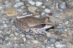 Litoria inermis