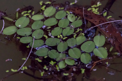 Salvinia molesta