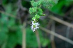 Mentha suaveolens