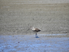 Numenius madagascariensis