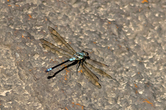 Diphlebia euphoeoides