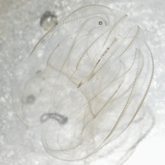 Ctenophora