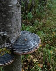 Fomes fomentarius