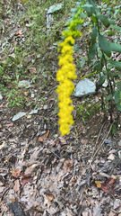 Solidago ulmifolia