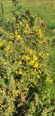 Ulex