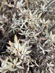 Eriogonum wrightii