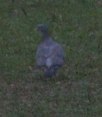 Columba