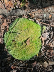 Leucobryum