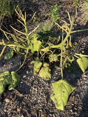 Proboscidea louisianica