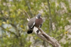 Columba palumbus