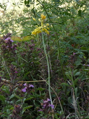Allium flavum