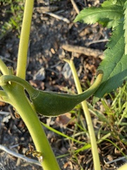 Proboscidea louisianica