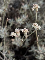Eriogonum wrightii