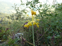 Allium flavum