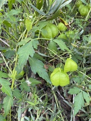 Cardiospermum halicacabum