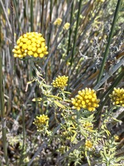 Helichrysum revolutum