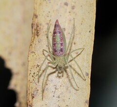 Araneus talipedatus