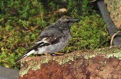 Melanodryas cucullata