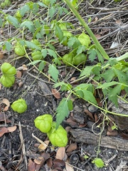 Cardiospermum halicacabum