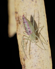 Araneus talipedatus