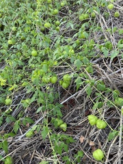 Cardiospermum halicacabum