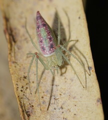 Araneus talipedatus