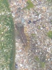 Coryphoblennius galerita