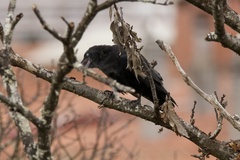 Corvus corone