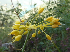 Allium flavum
