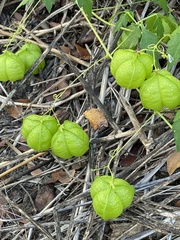 Cardiospermum halicacabum