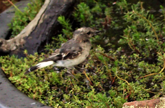 Melanodryas cucullata