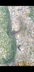 Coryphoblennius galerita
