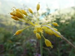 Allium flavum